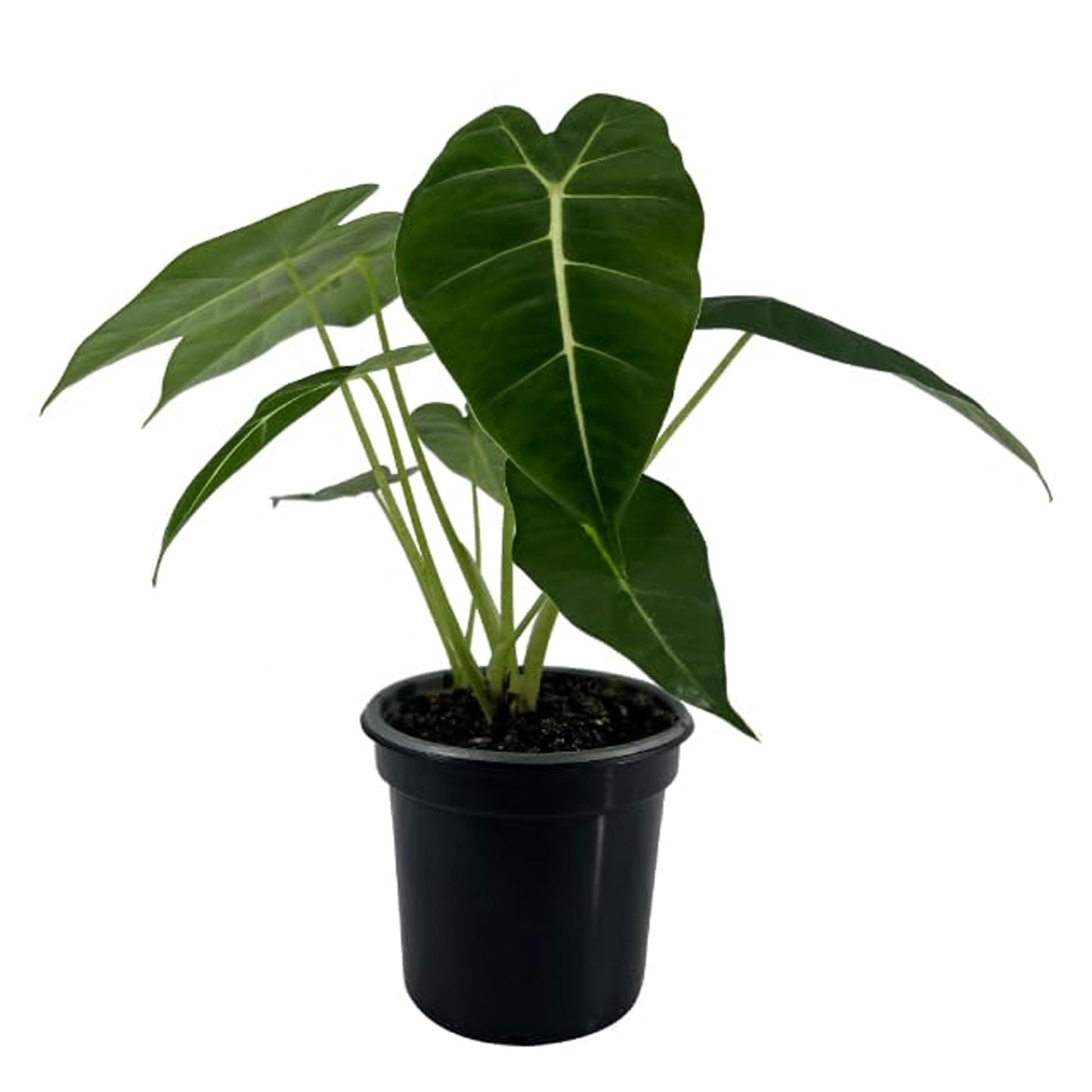 LEAL PLANTS ECUADOR Alocasia Micholitziana Exotic Green Velvet Zebra Plant | Live Indoor Houseplant | Elephant Ear Houseplant for Home Décor | Green Velvet Alocasia | Taro Plant