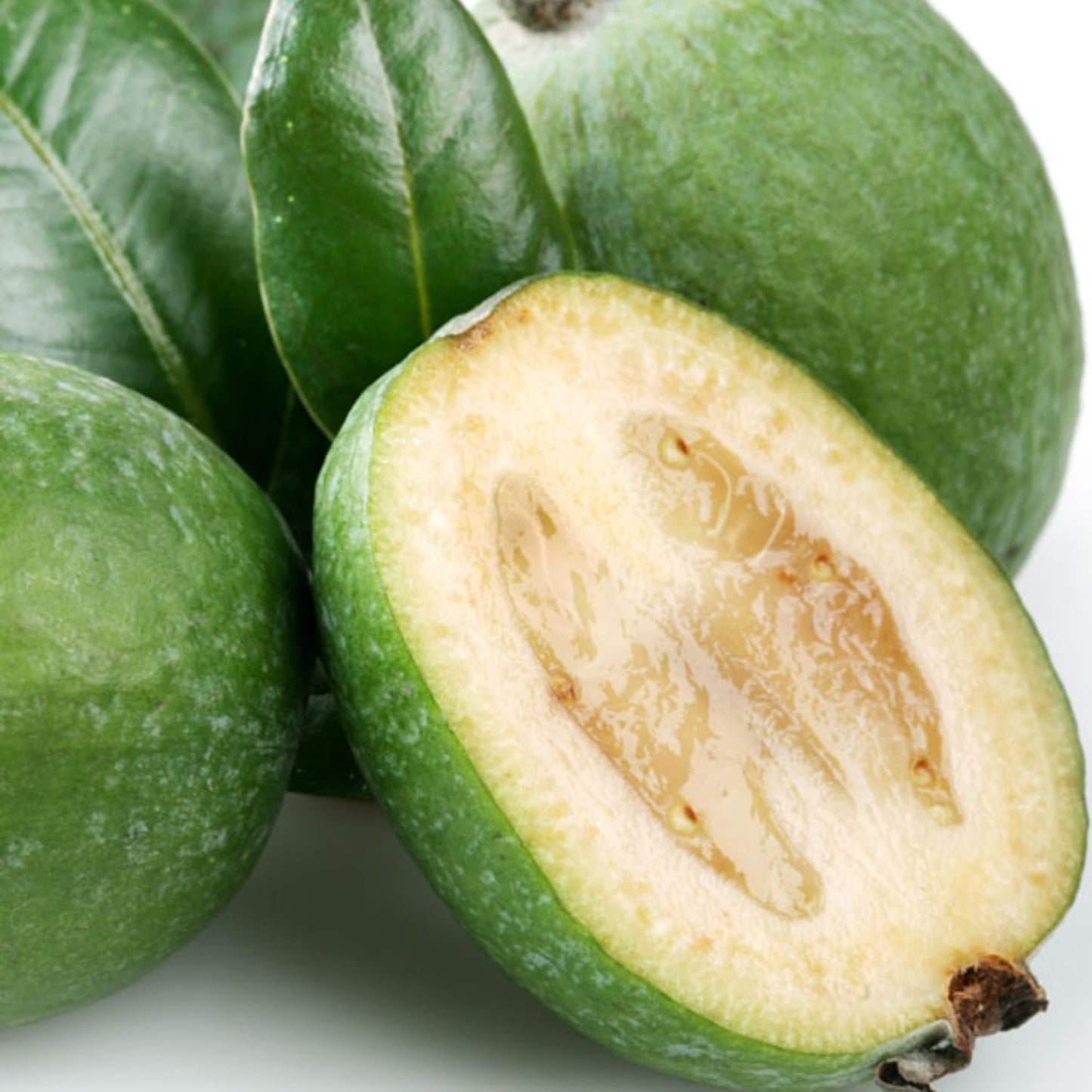 Pineapple Guava Tree Live Plant, 4-8” Tall, Tropical Guava Live Plant for Home Garden, Guava Fruit Seedling