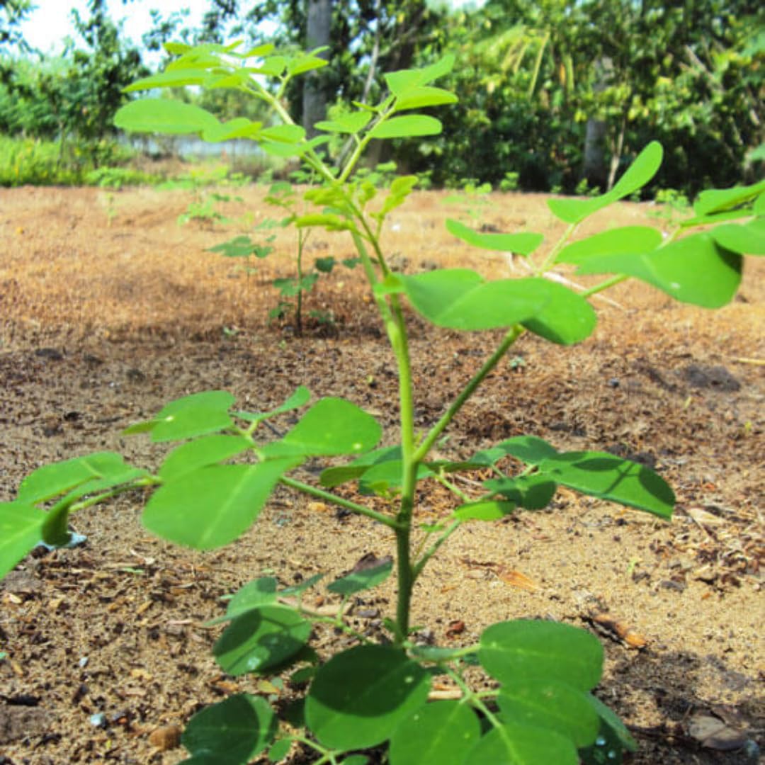 2 Moringa Drumstick Trees Plants Live, Malunggay Well-Rooted, 6 to 8 Inches Tall, Horseradish Tree, Moringa Oleifera