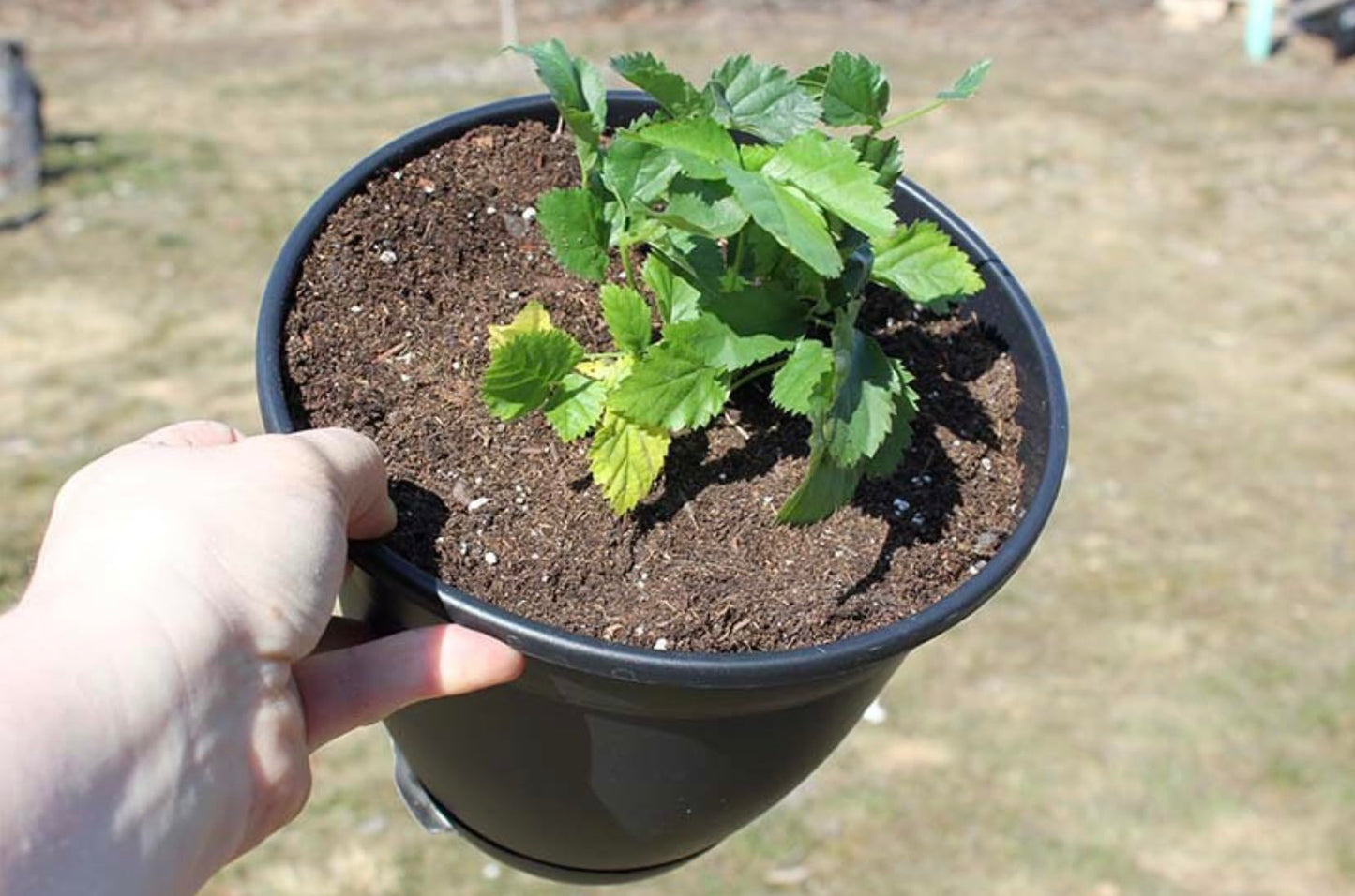 Boysenberry Plants - Pack of 2 (Two) - Mix Between Raspberry BlackBerry Loganberry Dewberry Plants for Planting - 4-6 inch Starter Plants - Fruit Tree Live Plant