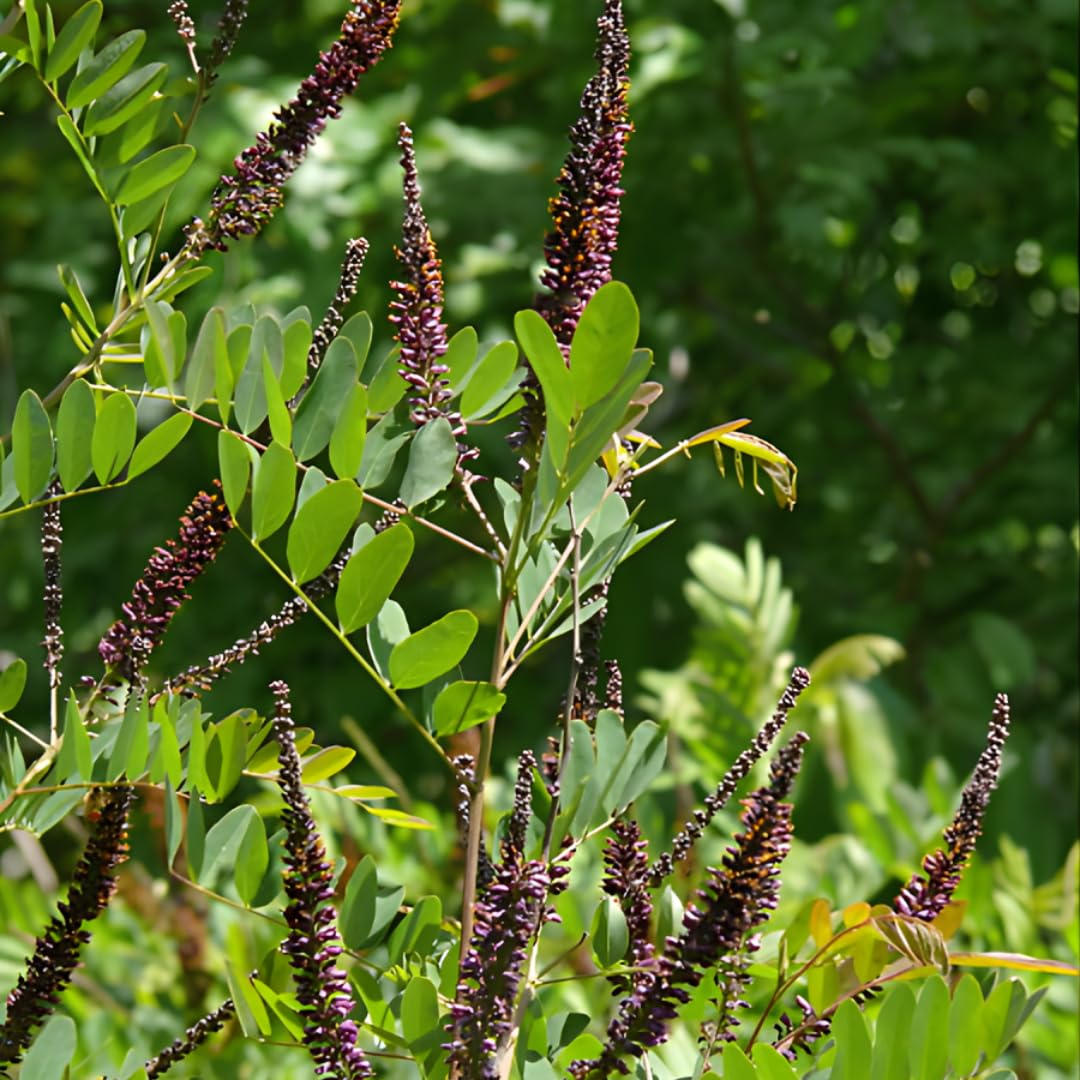 5 False Indigo Bush Live Plant 6-12 Inch | Amorpha fruticosa | Hardy Flowering Shrub with Deep Purple Spikes | Ideal for Pollinator Gardens & Landscapes