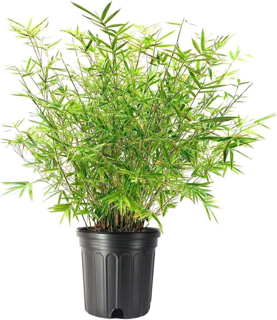 Golden Hedge Bamboo | 2 Extra Large Trade 3 Gallon Plants | Bambusa Multiplex | Clumping Non-Invasive Screening Live Bamboo