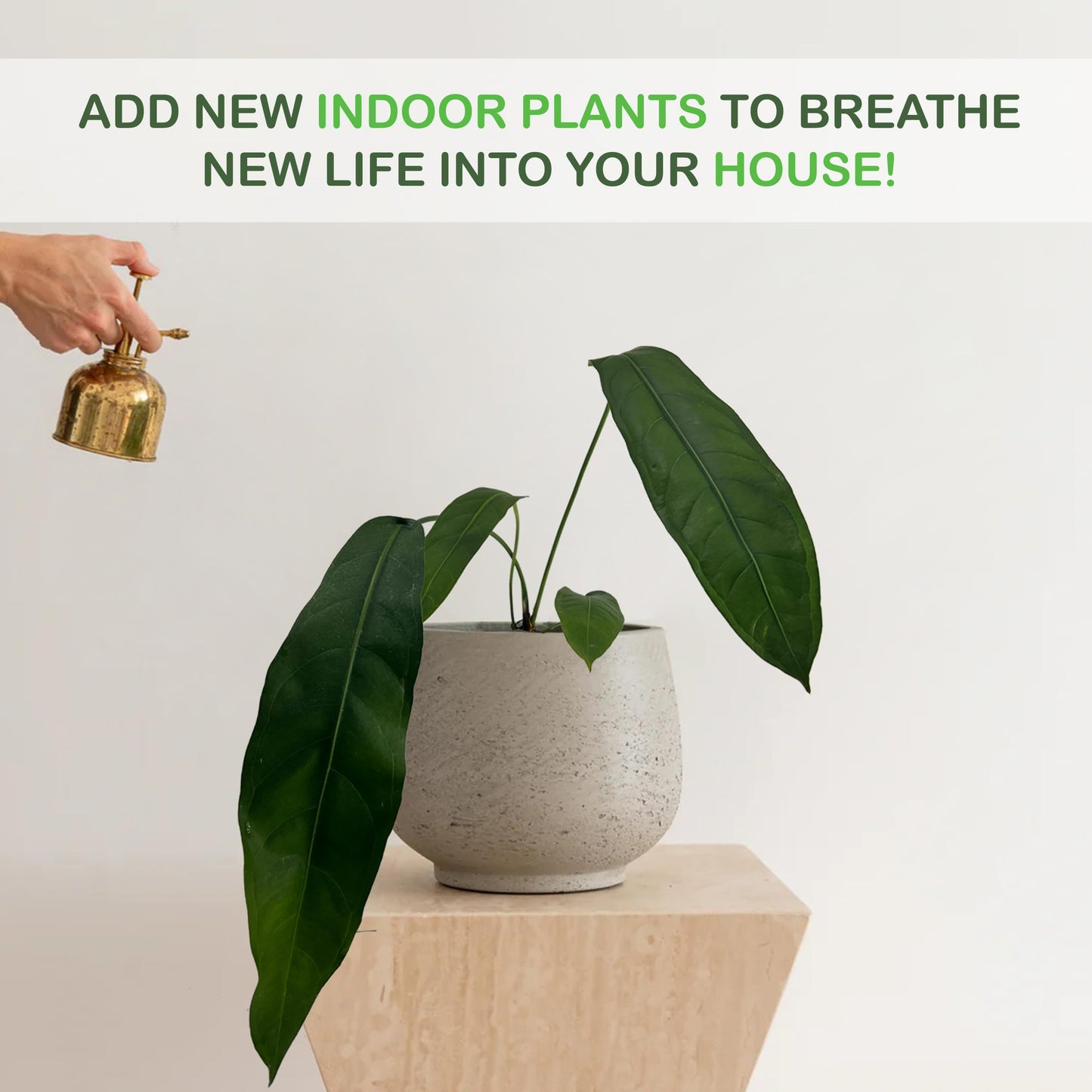 LEAL PLANTS ECUADOR Anthurium Pendulifolio| Exotic Green Indoor House Plant | Tropical Amazon Plant for Living Room Decor | Easy-Care, Live Plant for Home or Office