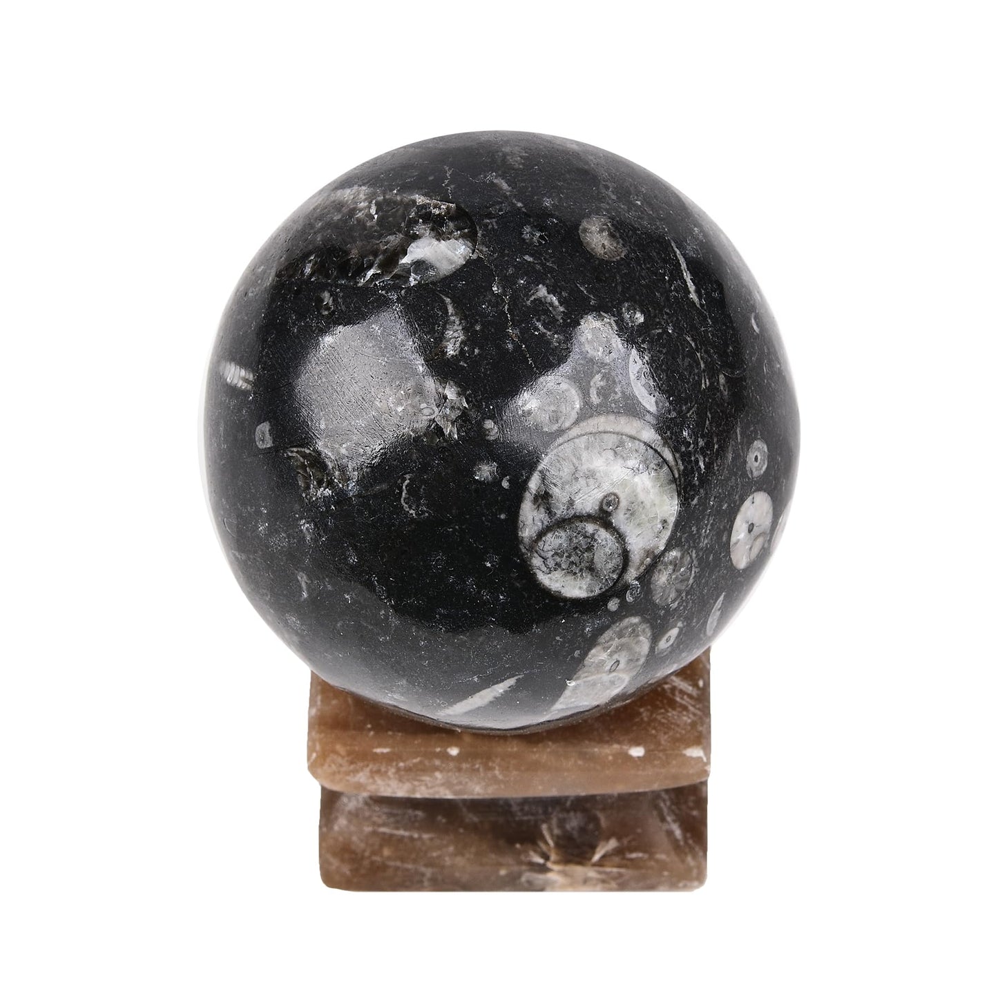 AMOYSTONE Large Orthoceras Fossil Divination Sphere for Collector Gift