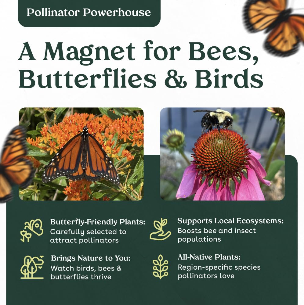 Swamp Milkweed 6 Live Plants (Asclepias incarnata) – Native Perennial Wildflower for Pollinator & Rain Gardens, Attracts Monarch Butterflies, Ideal for Wet Areas, Full Sun Landscaping Plant
