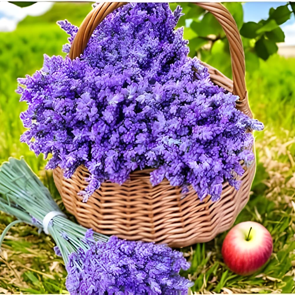 3 Lavender Plants Live Starter Plants Plugs 1-3" in Tall, Hardy Perennial Lavender for Garden and Landscape with Fragrant Purple Blooms, No Pot (Blue Purple)