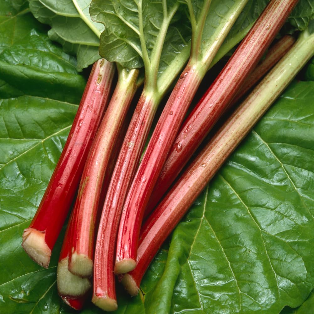 Rhubarb Plant for Planting, Red Rhubarb Root Plant, Well Rooted, 4-6 Inc, Cold Hardy Perennial Vegetable for Indoor Outdoor Garden