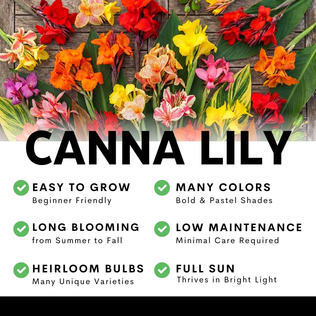 Black Knight Canna Lily Bulbs for Planting - Tropical Goth Canna (3 Bulbs)