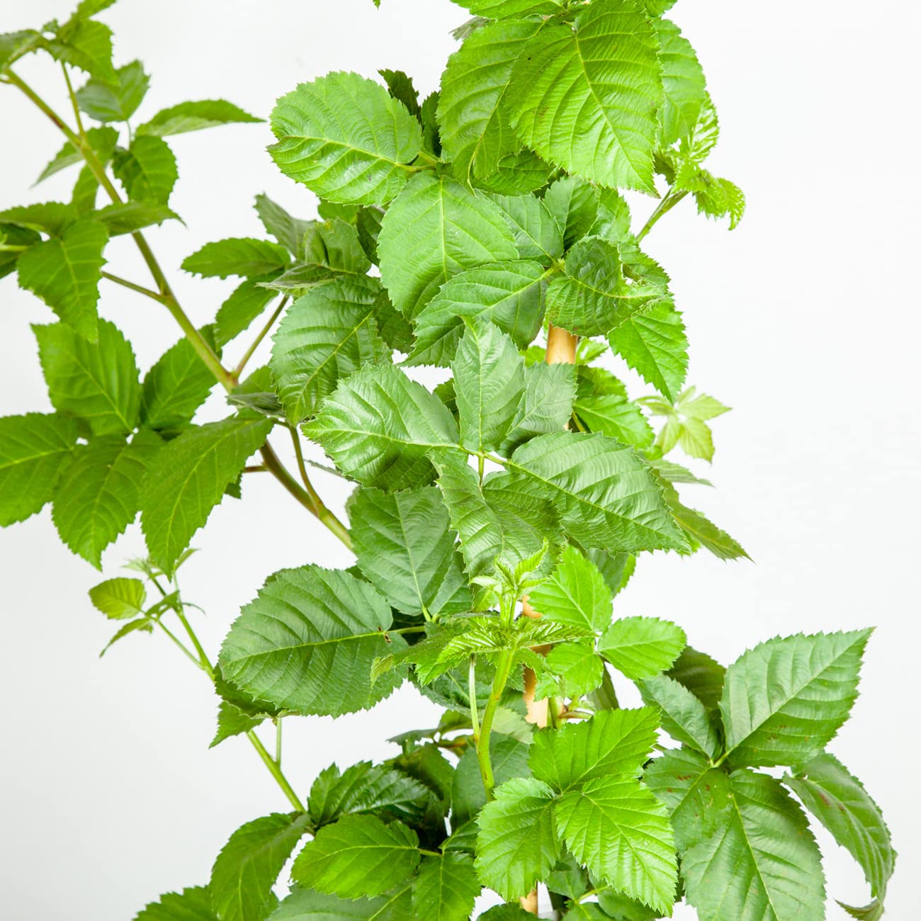 Perfect Plants Apache BlackBerry 3 Gallon | Live Fruit Bush for Gardening | Sweet Edible Berries & Thornless