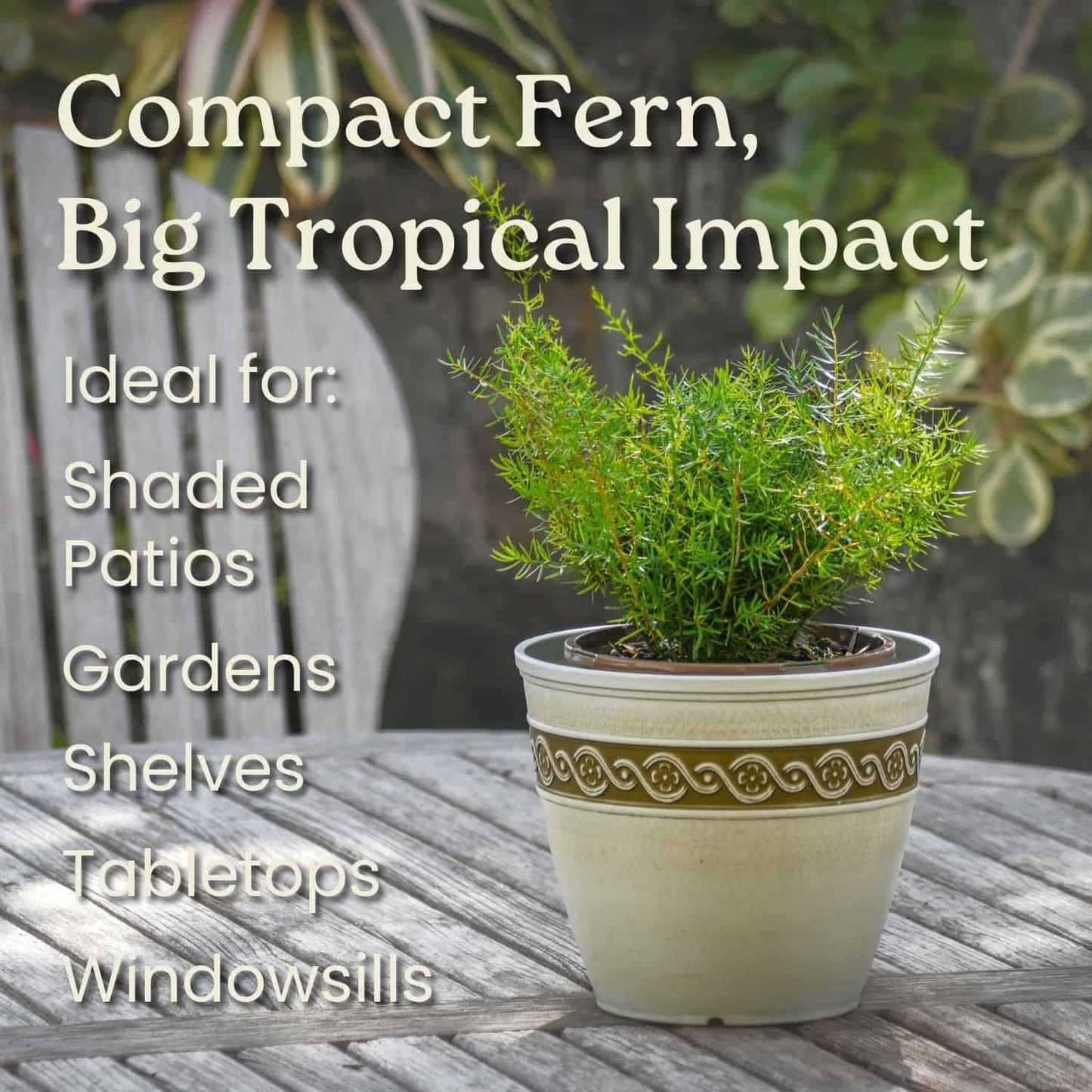 Sprengeri Fern – Live Asparagus Fern in 1 Gallon Nursery Pot – Lush, Cascading Green Foliage for Shade Gardens & Indoor Spaces – Easy-Care Perennial, Thrives in Humidity