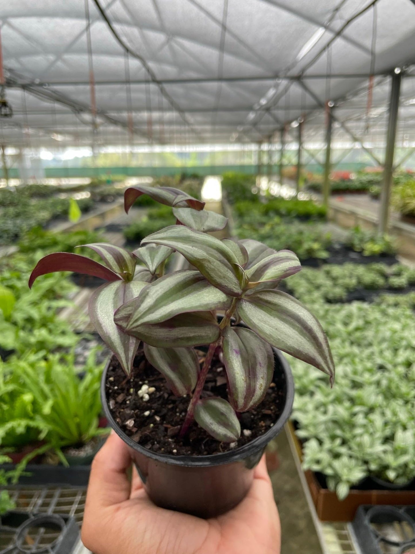 Tradescantia Zebrina Wandering Dude | Live Plant for Indoor & Outdoor | for Living Room, Office, Bathroom | (4" Pot)
