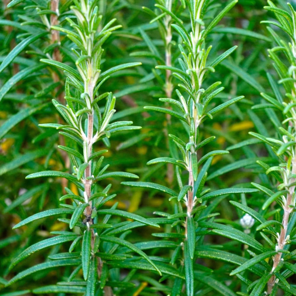 Rosemary Plants Live, Herb Plant, 4 Inc to 7 Inc Tall, Set 3 Plants