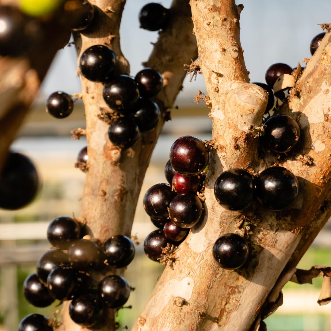 Live Jaboticaba Tree Plant, Black Jaboticaba Fruit Tree, Sweet Fruit Tree,1 Feet Tall for Outdoor Garden