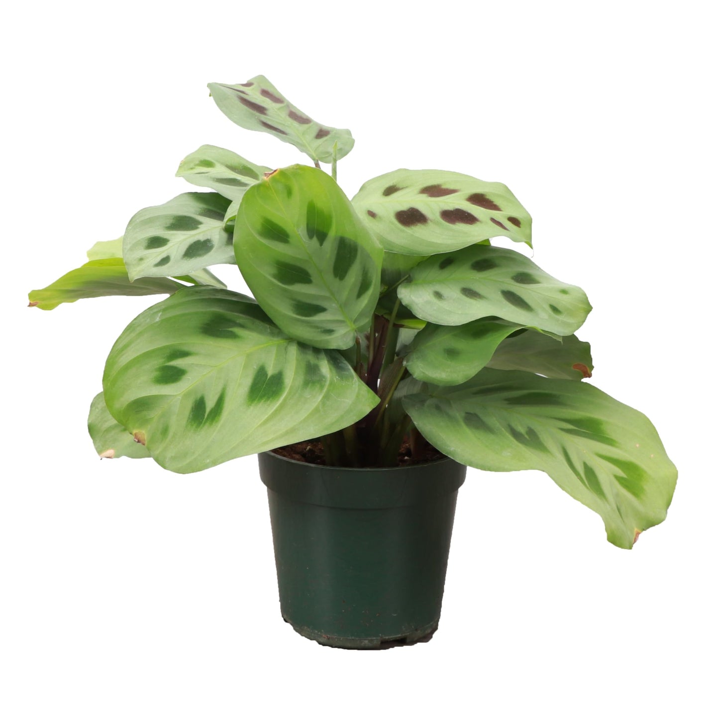 Thorsen's Greenhouse Green Prayer Plant, Live Indoor Plant, Pet Friendly, Uncommon Houseplant, Green Maranta, Easy to Grow, 4" Diameter Pot (Nursery Pot)