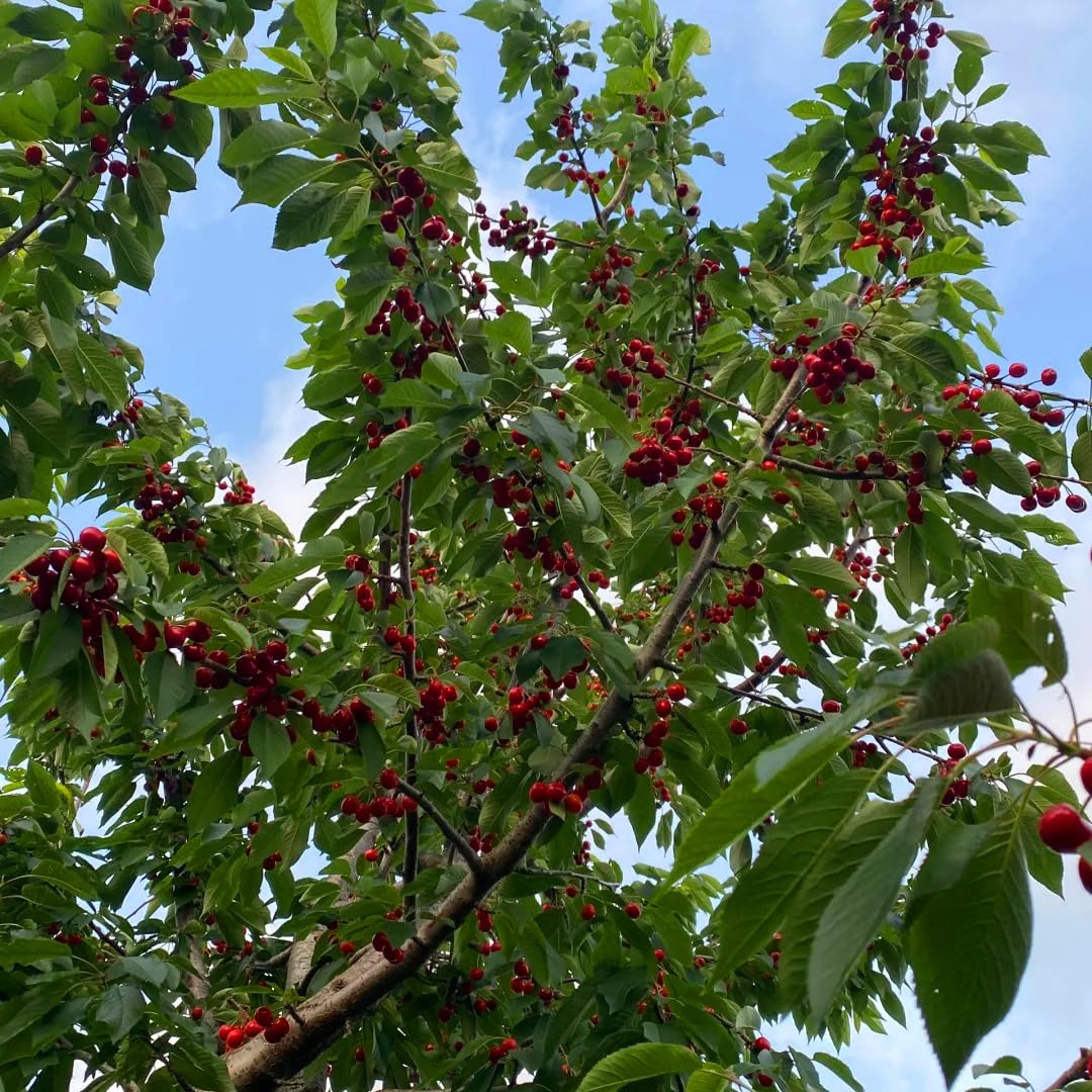 Mixrug Cherry Seeds for Planting Outdoor, 20pcs Cherry Tree Seed Non-GMO Heirloom Sweet Edible Fruit, Sweet Juicy Fruits Plant in Your Home Garden