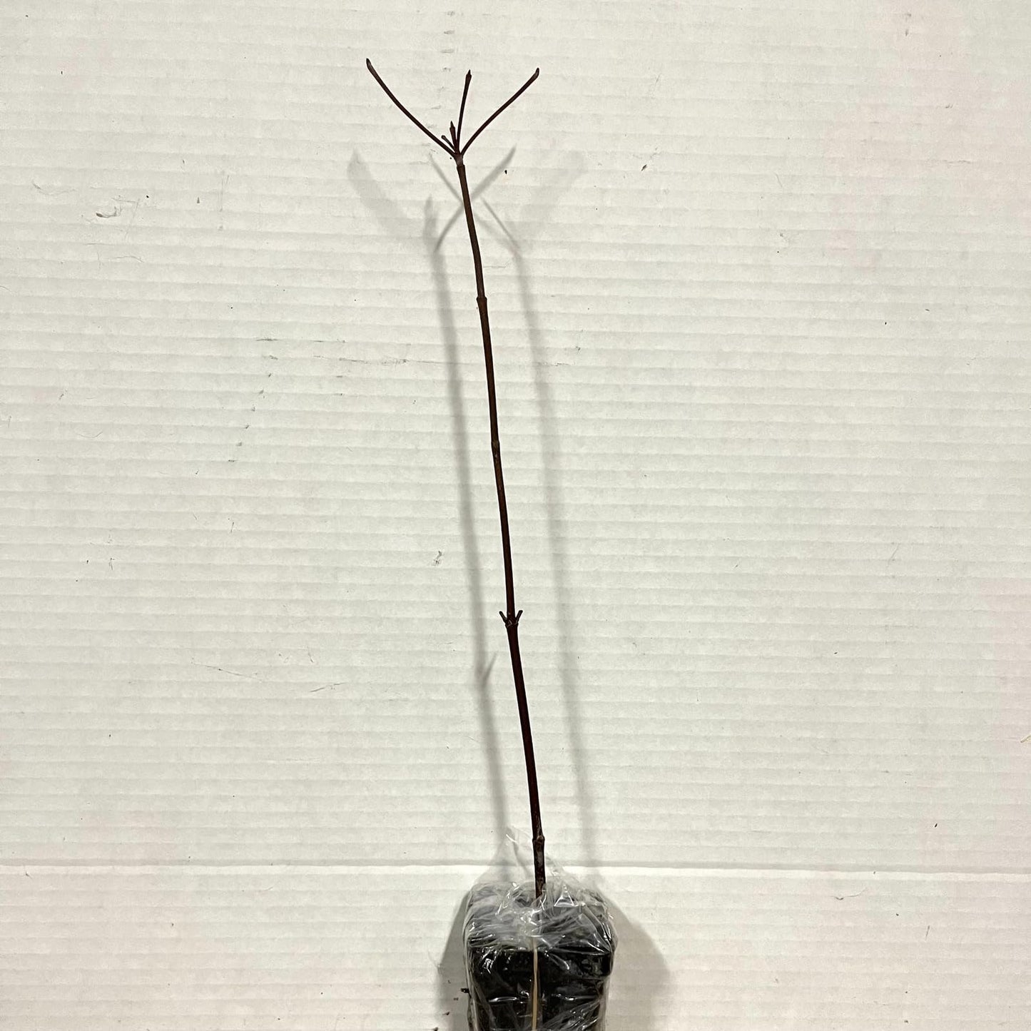 Live Plant - Dappled Willow Tree/Shrub/Bush - 6-12" Tall Seedling - Live Plant - 2.5" Pot