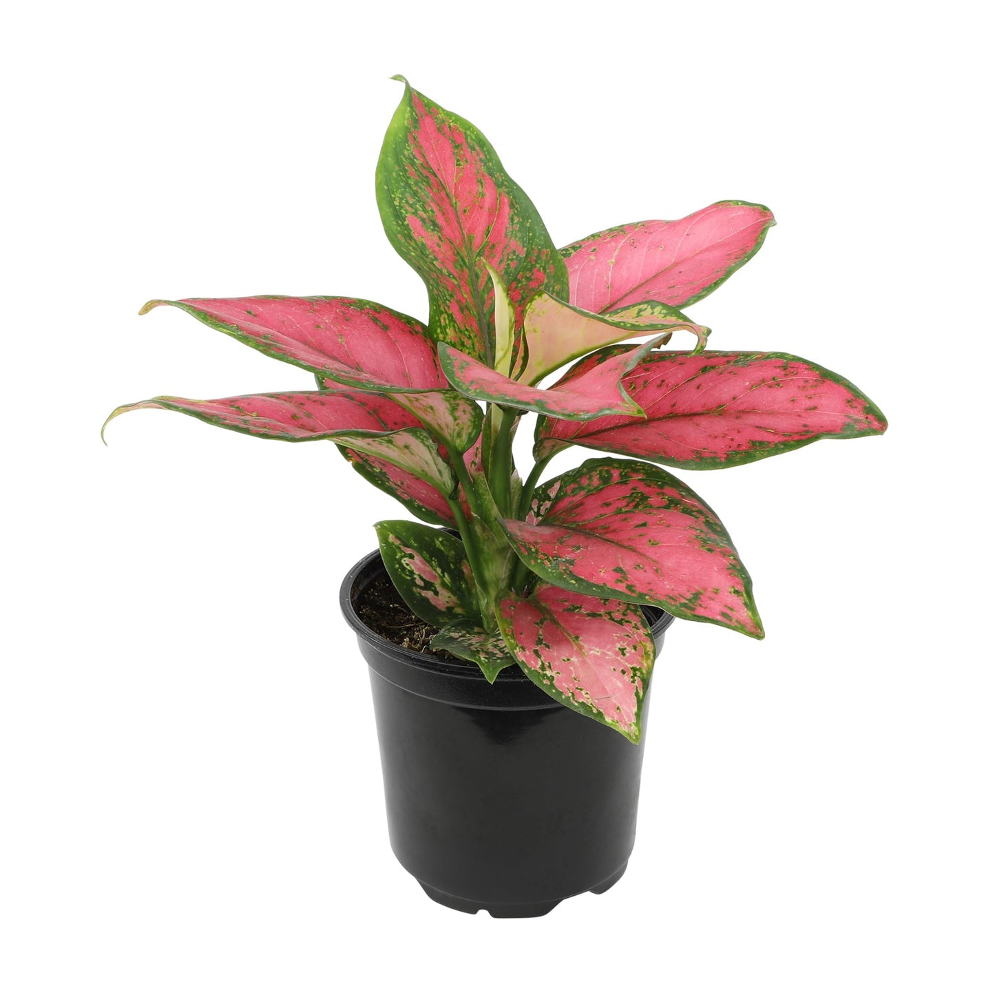 Live Aglaonema Chinese Evergreen Plant 'Beauty', Indoor Houseplant for Home or Office, Air Purifying Real Indoor Plants for Beginners, Variegated Tropical Houseplants, Easy to Grow