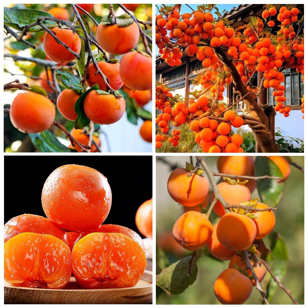 30+ Seed Date Plum Persimmon Fruit Tree Seeds for Planting Outdoor-Non-GMO Heirloom Sweet Fruit Plant in Your Home Garden