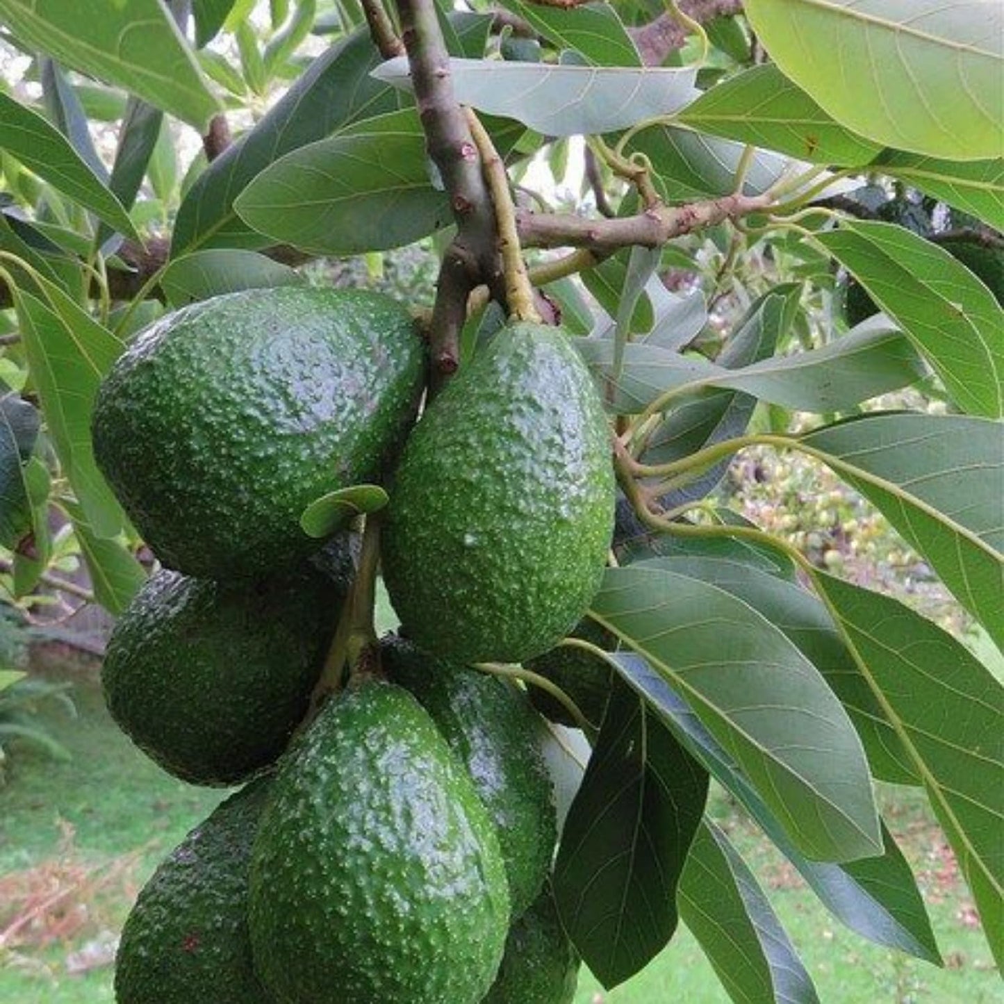 HASS Avocado Tree Live Plant, Avocado Fruit Tree 1-2 feet in 3 Gallon, Outdoor Planting, No Ship to CA