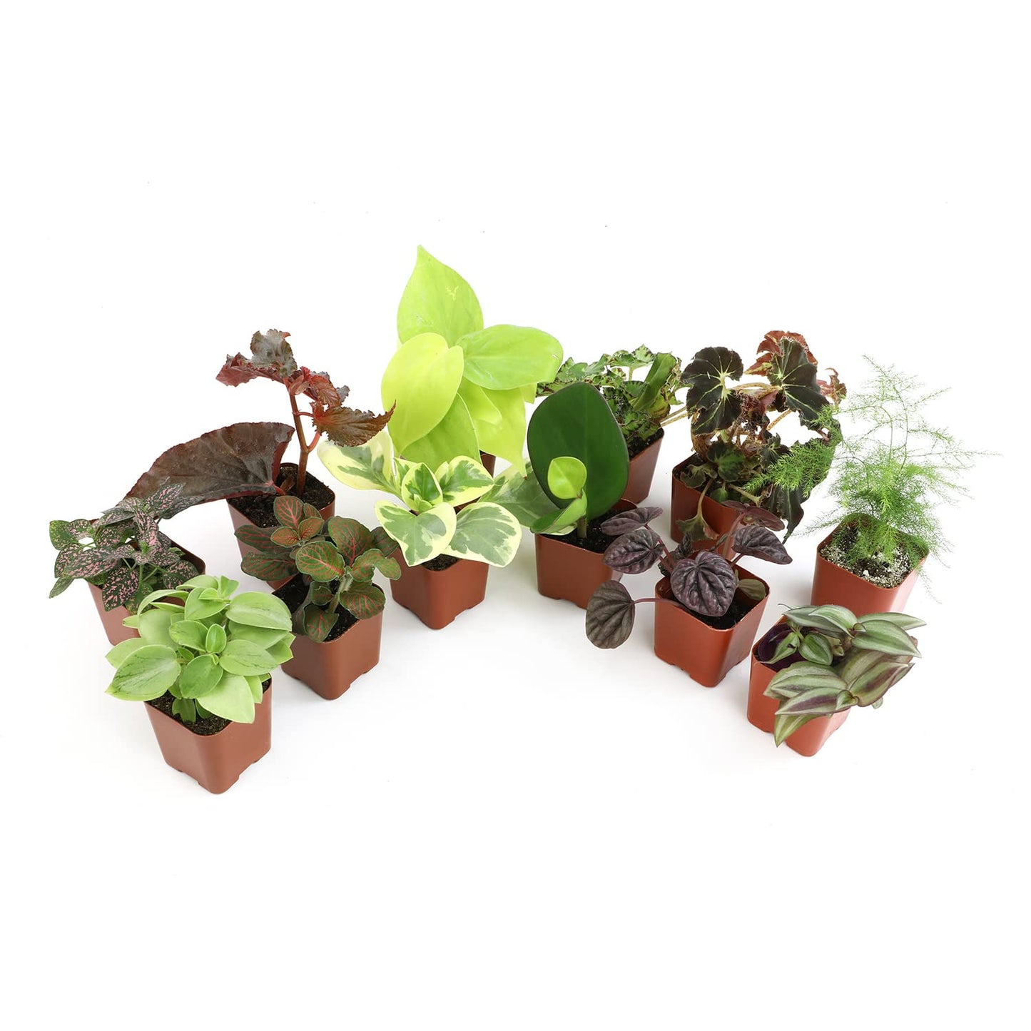 Altman Plants Live Houseplants (12PK), Indoor Plants for Delivery Prime & Essential Houseplant Collection (4PK) Live Plants Indoor Plants Live Houseplants in Plant Pots, Easy House Plants Indoors