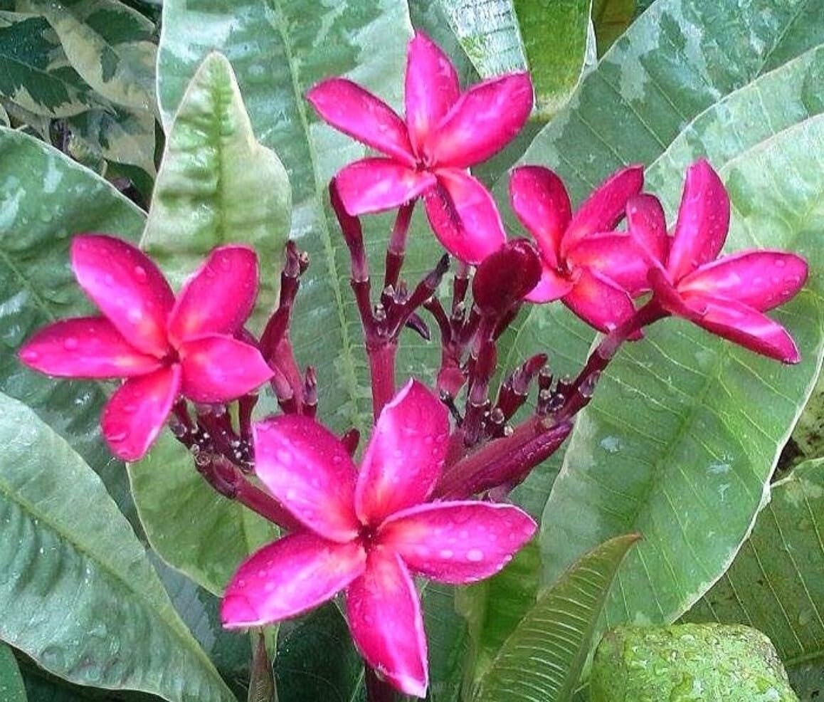 Live Plant - Maya Red Variegated Leaf Plumeria rubra Frangipani Plant