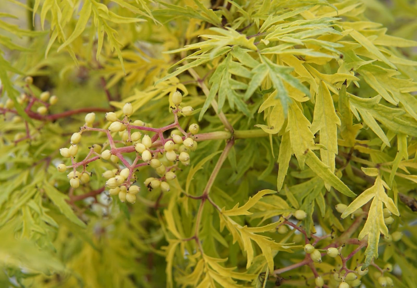 Live Plant - 2 Lemony Lace Elderberry Shrubs - 6-12" Tall Live Plants - 4" Pots - Sambucus