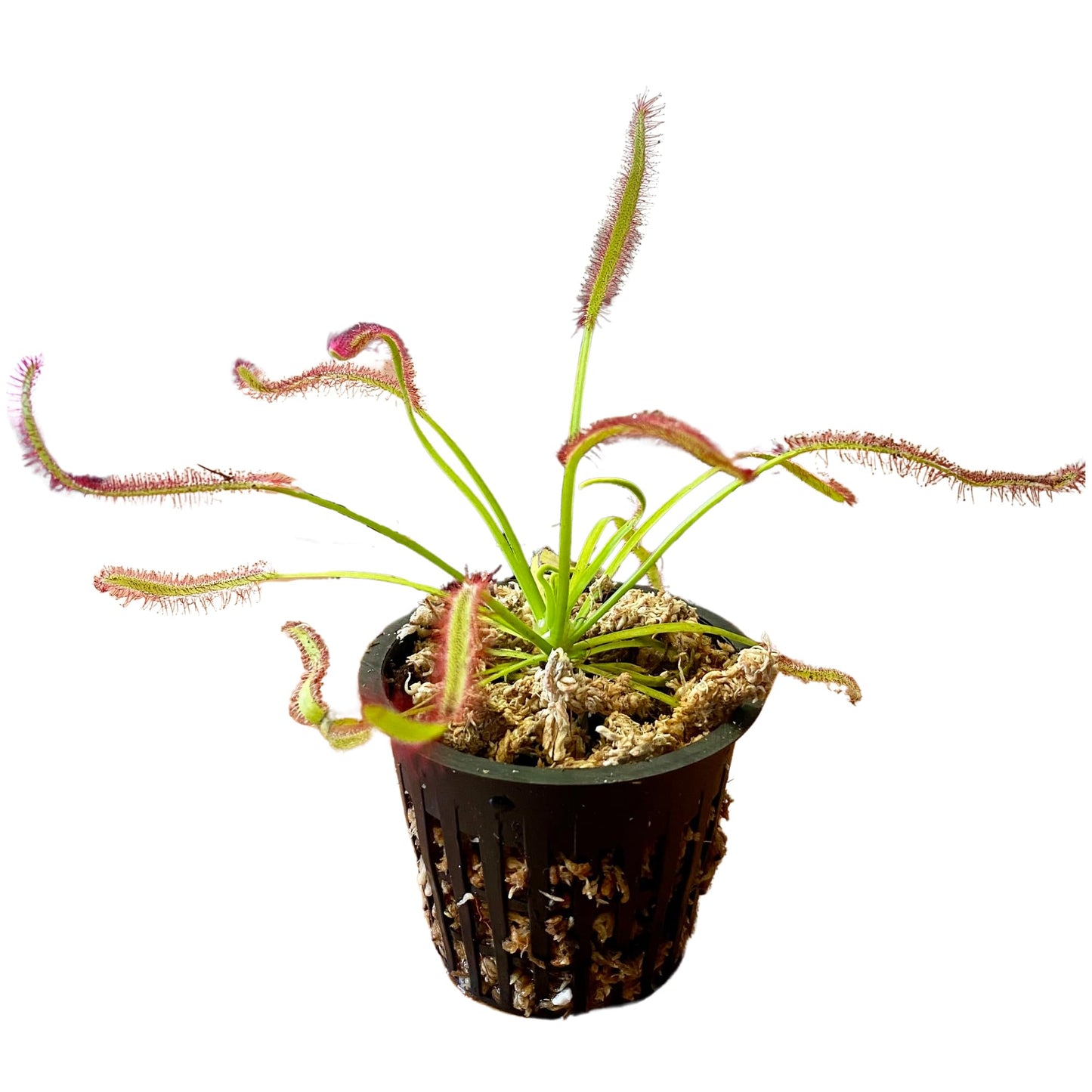 Set of 2 Cape Sundews | Drosera Capensis Live Carnivorous Plants | Includes 2 Plants, 2 Pots, Long Fiber Sphagnum Moss, and Water Tray | Live Sundews