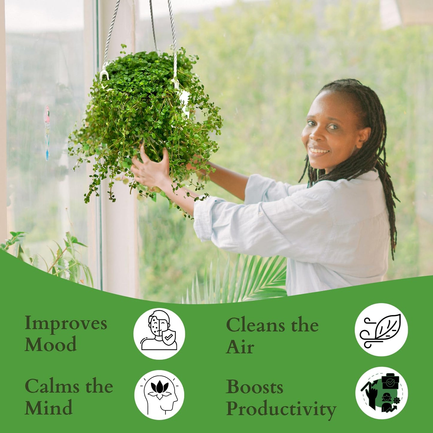 Pilea Depressa Live Plant with Hanging Basket - 4.5Inch Pilea Plant - Trailing Hanging Plants - Baby Tears Fully Rooted House Plants for Home Office Decorations & Birthday Gift(Heat Pack Included)