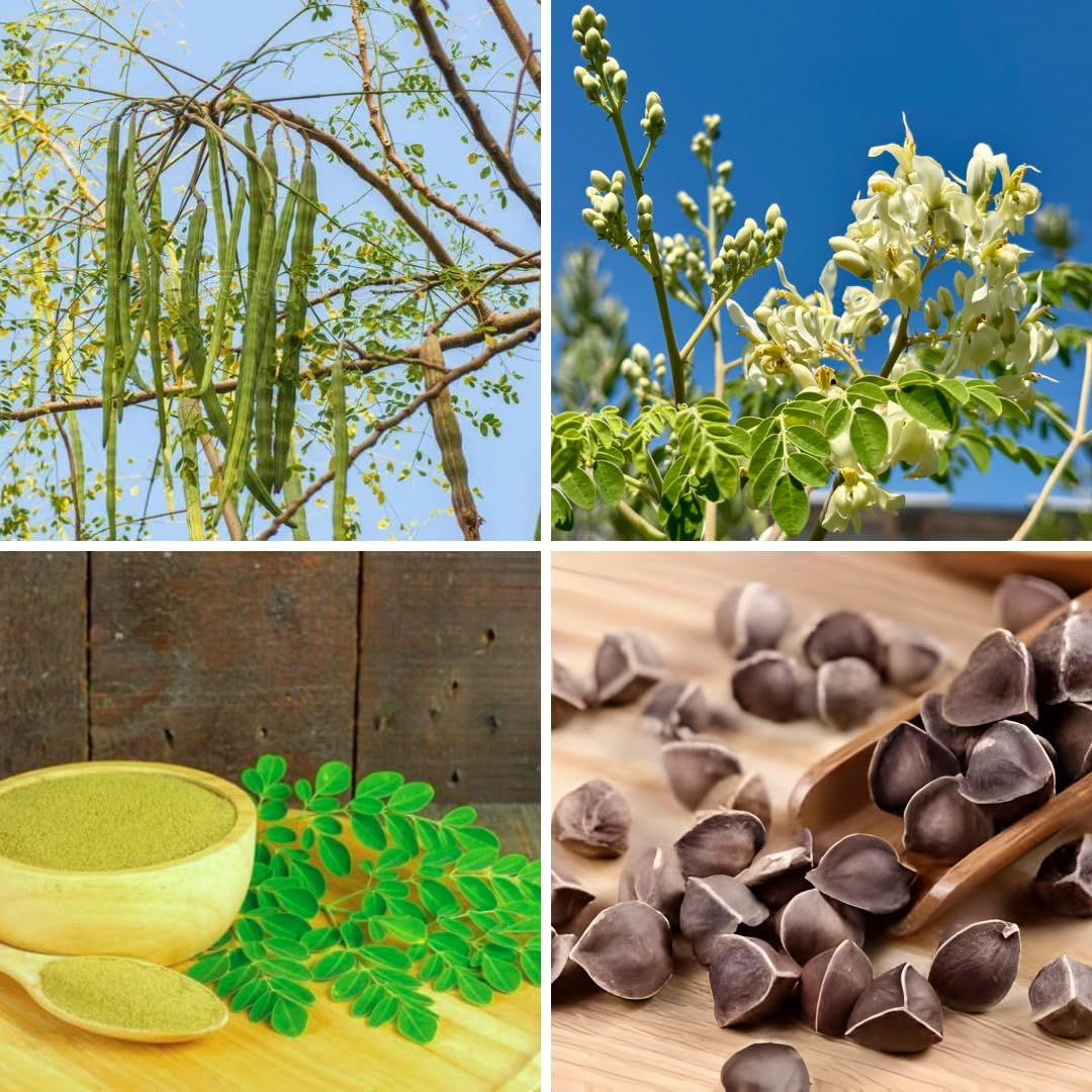 2 Moringa Trees Live Plants, Moringa Oleifera Plants, 4 to 6 Inc Tall, Easy to Plant Outdoor Gardening