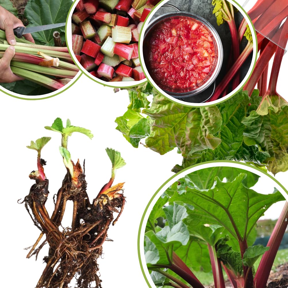 5 Rhubarb Roots for Planting, Crown Rhubarb Rhizomes Perennial Vegetable Plants, Cold Hardy Garden for Outdoor Growing