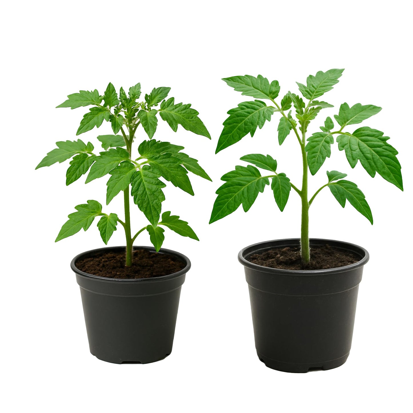 Tomato Live Plant – 4 Inch Pot | Solanum lycopersicum | Indeterminate Italian Paste Tomato | Long Red Plum Fruit | Ideal for Sauces, Canning & Garden Growing
