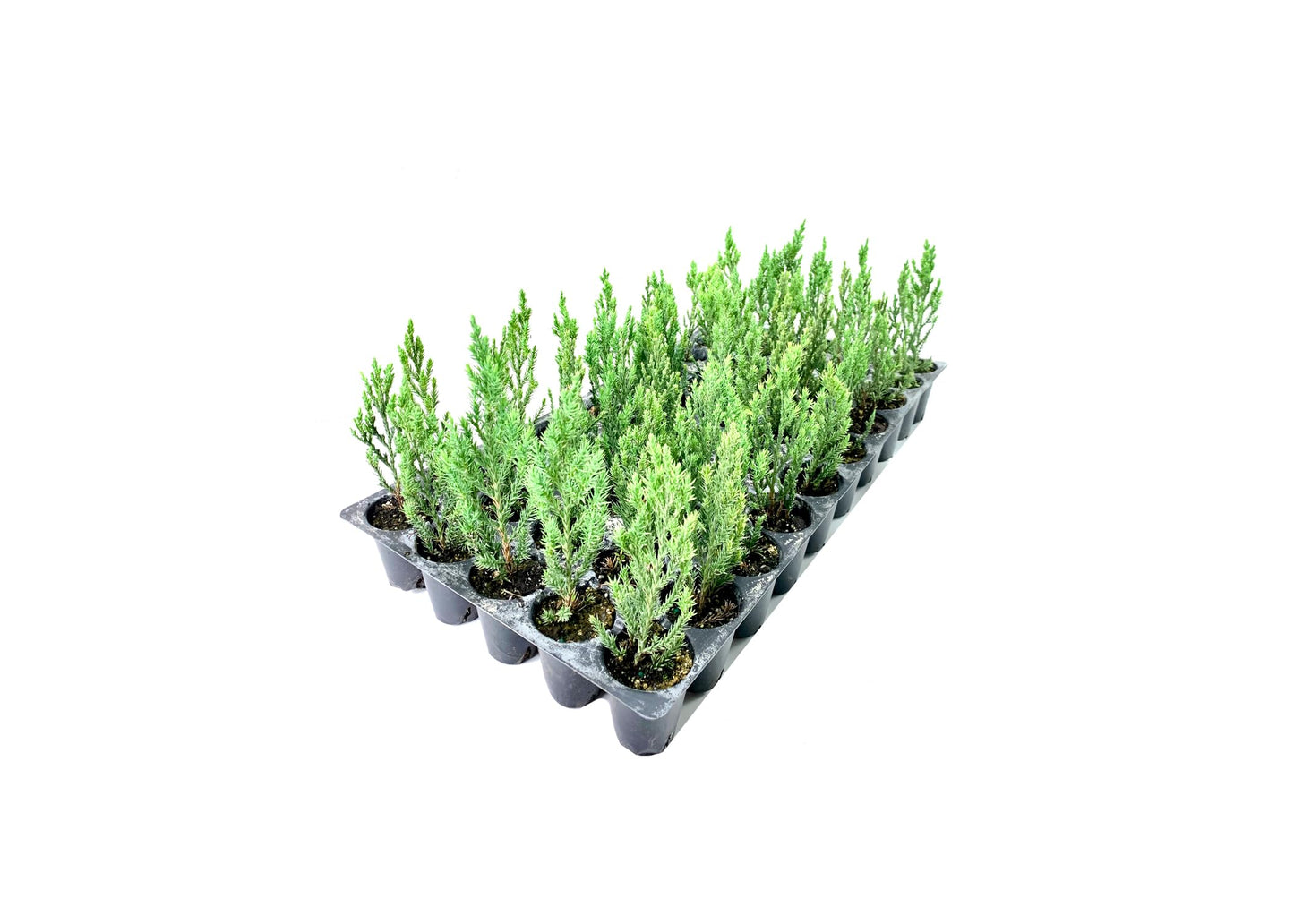 Blue Point Juniper | 50 Live Plants | Juniperus Chinensis | Drought Tolerant, Evergreen Landscape, Low Maintenance, Privacy Screen, Fast Growing, Outdoor Shrub, Year-Round Interest