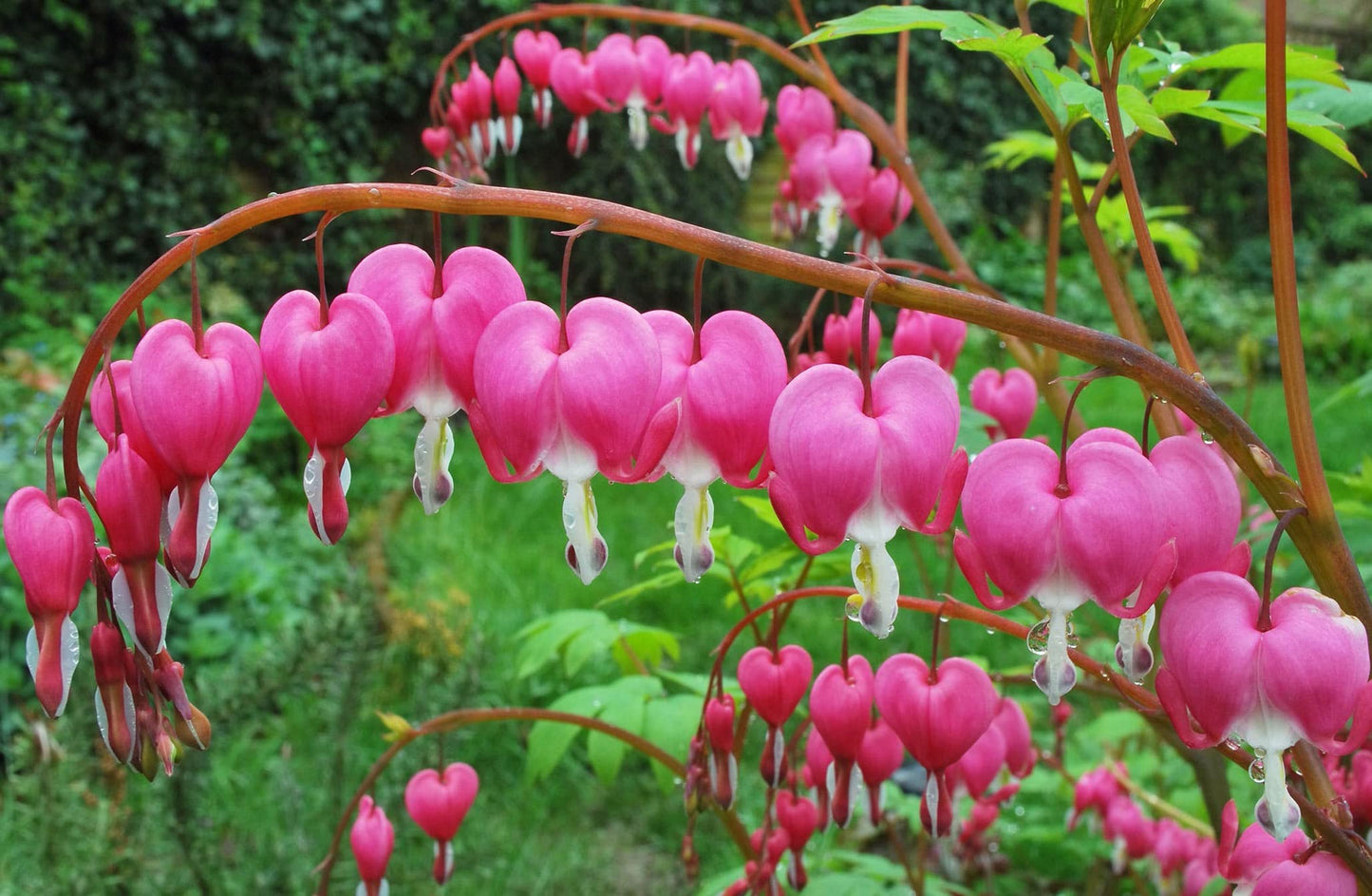 Votaniki Bleeding Hearts Flower Bulbs - Dicentra Spectabilis Bulbs for Planting | Heart-Shaped Blooms, Perennial Flower - Easy to Grow and Low Maintenance (1 Pack)
