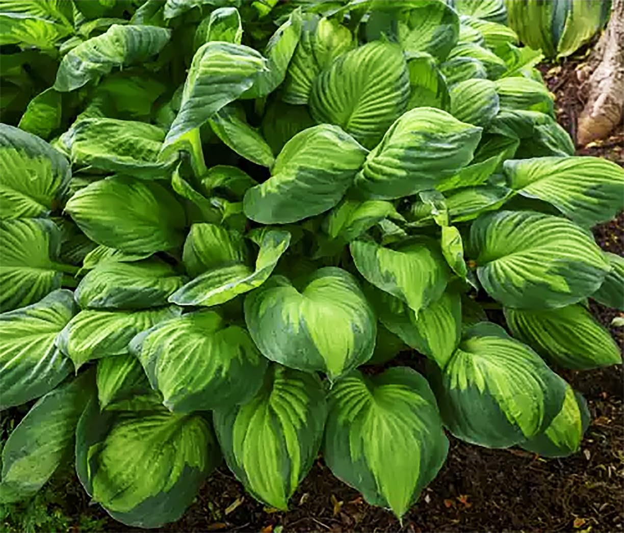 August Moon Hosta - Shade Plant, 20" Tall 42" Wide, Lush Green Foliage, Ideal for Low Light Areas, Low Maintenance, Perfect for Garden Beds & Shade Gardens
