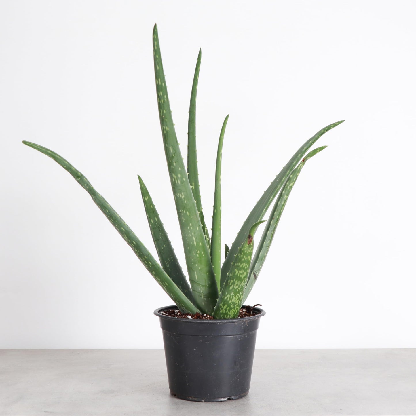 Thorsen's Greenhouse Aloe Vera, Live Indoor Plant, Aloe barbadensis, Easy to Grow, Succulent, Natural Air Purifier, 6" Diameter Pot (Nursery Pot)