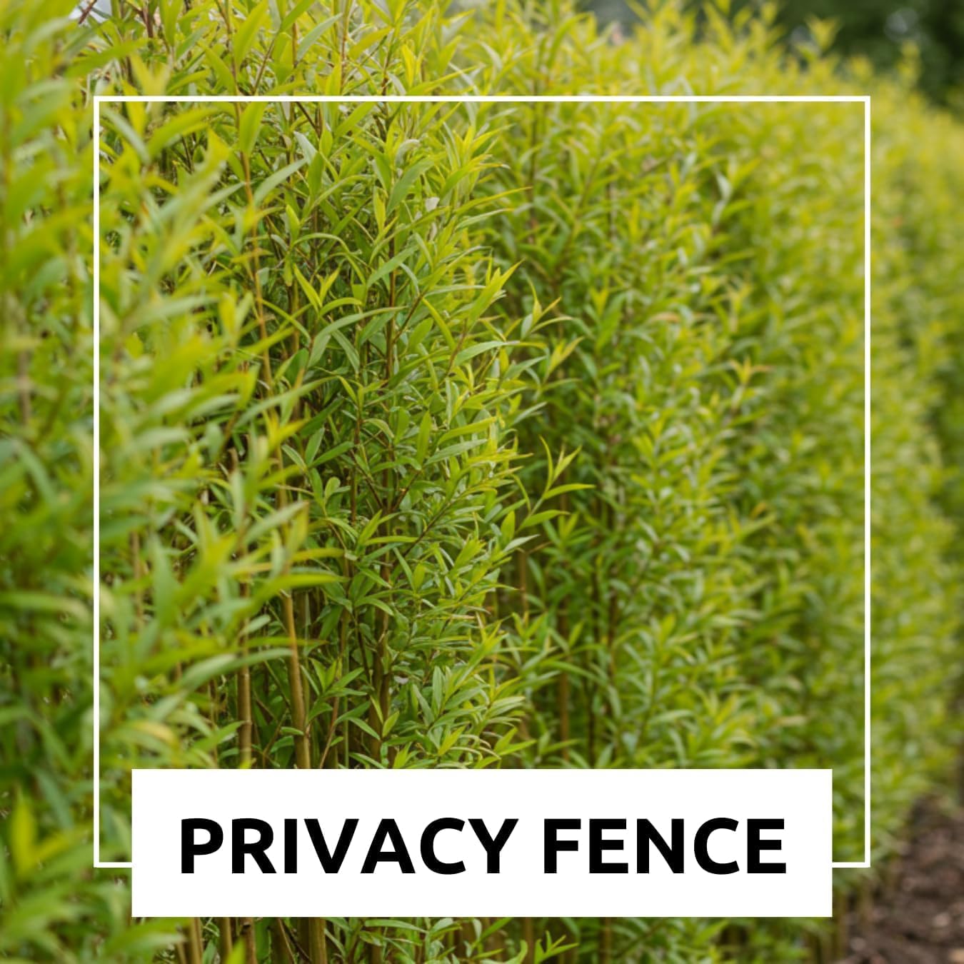 Green Wall Willow Privacy Tree Cuttings to Grow – Ultra Fast Growing Privacy Screen – Hedge Willow Living Fences, Windbreaks & Natural Borders (10 Cuttings)