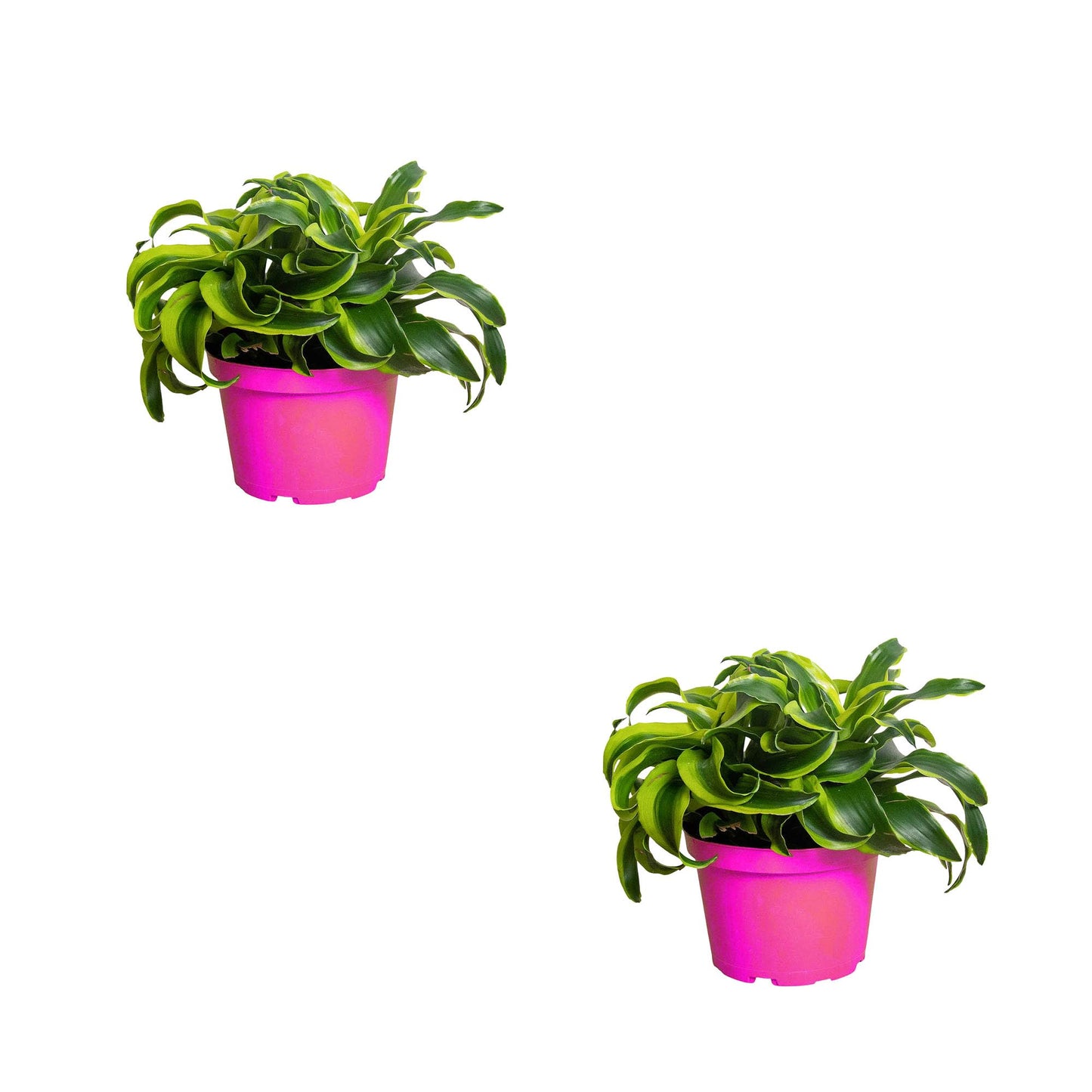 2 Pack Dracaena 'Tornado' in 6in Pot - Live Plants Tropical Houseplants | Variegated | USA Growers | The Snobby Leaf