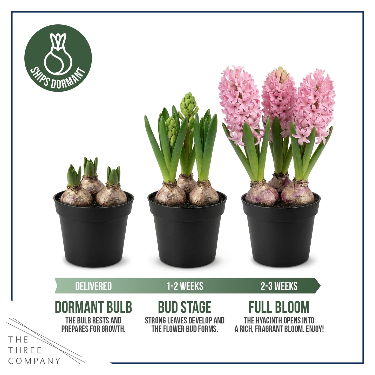 Live Flowering Hyacinth - Pink, Beautiful Spring Bulbs, Ships Dormant in 1.25 Quart Pot with Deco Cover, Blooms in 2-3 Weeks