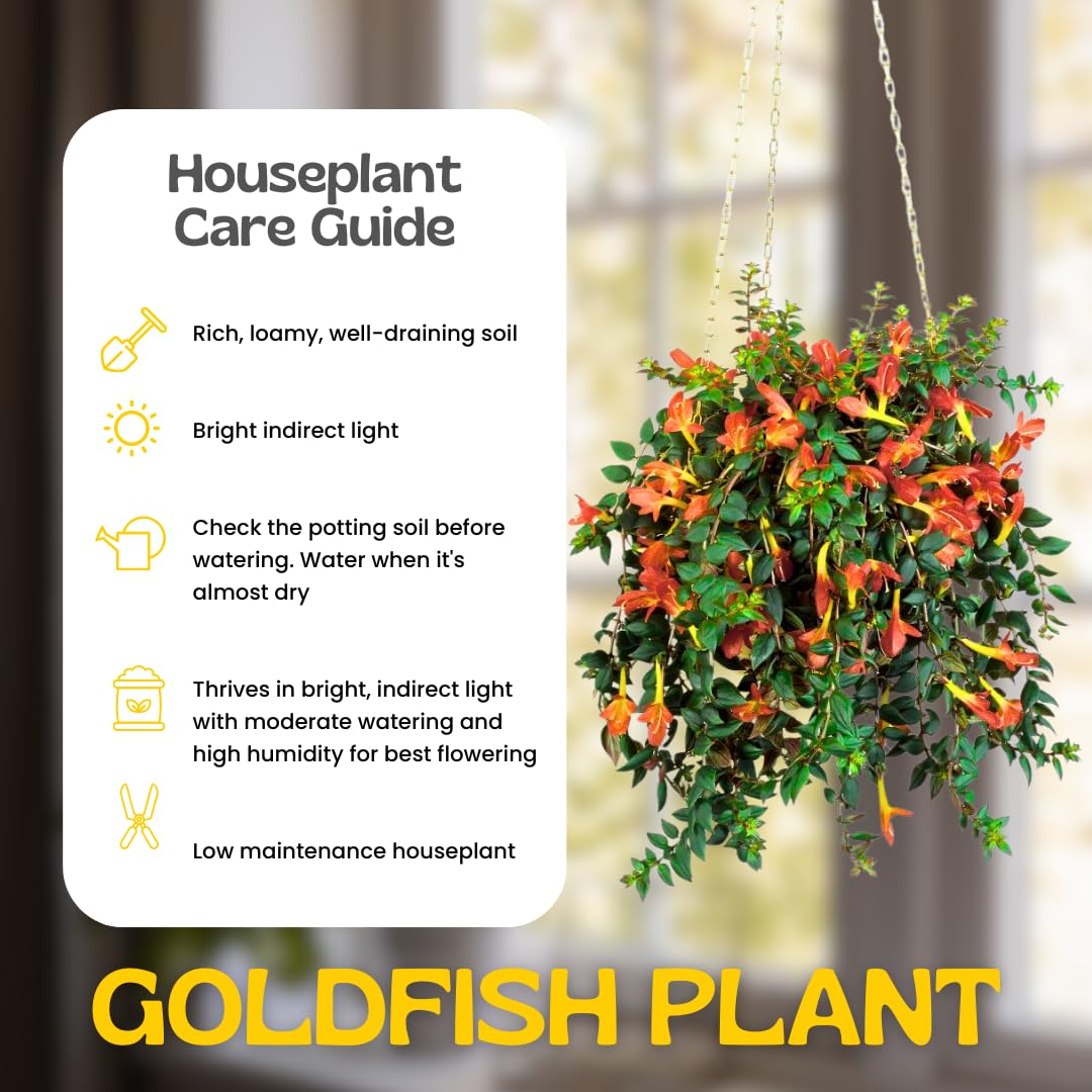 Trailing Goldfish Plant Live Potted 4 Inc, Tropical Goldfish Plant for Hanging Basket, Houseplant Indoor Live Plant