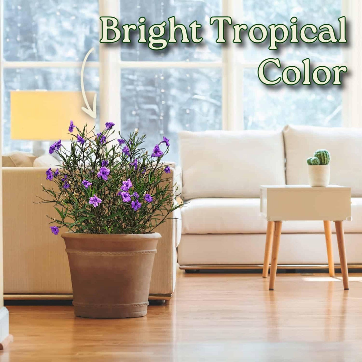 Tropical Plants of Florida Purple Ruellia Live Plant - 3 Gallon 26 to 34 Inch Tall Flowering Shrub Outdoor Garden Border Hedge Plant