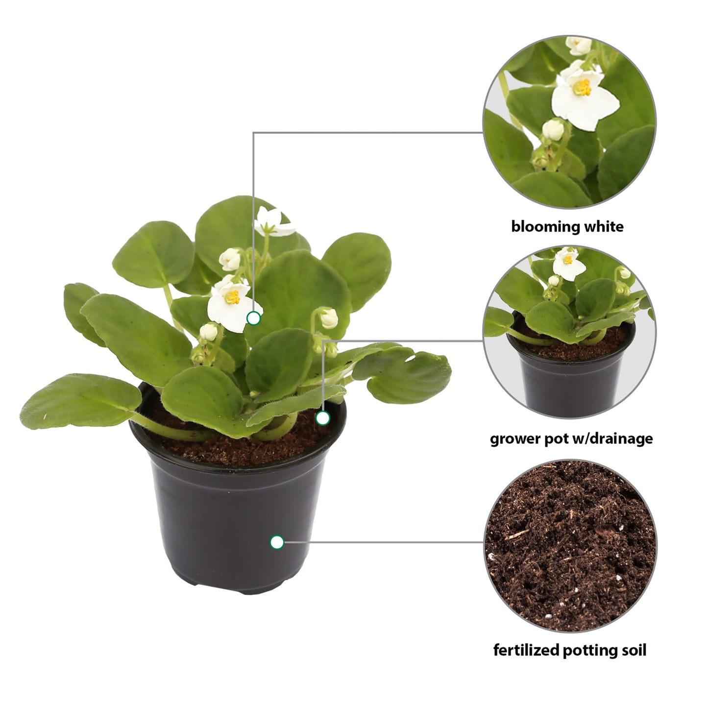 Live Combo 4 Plants African Violets, Blooming Plant, Plant Lover Gift, Housewarming Gift, Birthday Gift, Floral Arrangements, Thank You Gift in 4" Pots