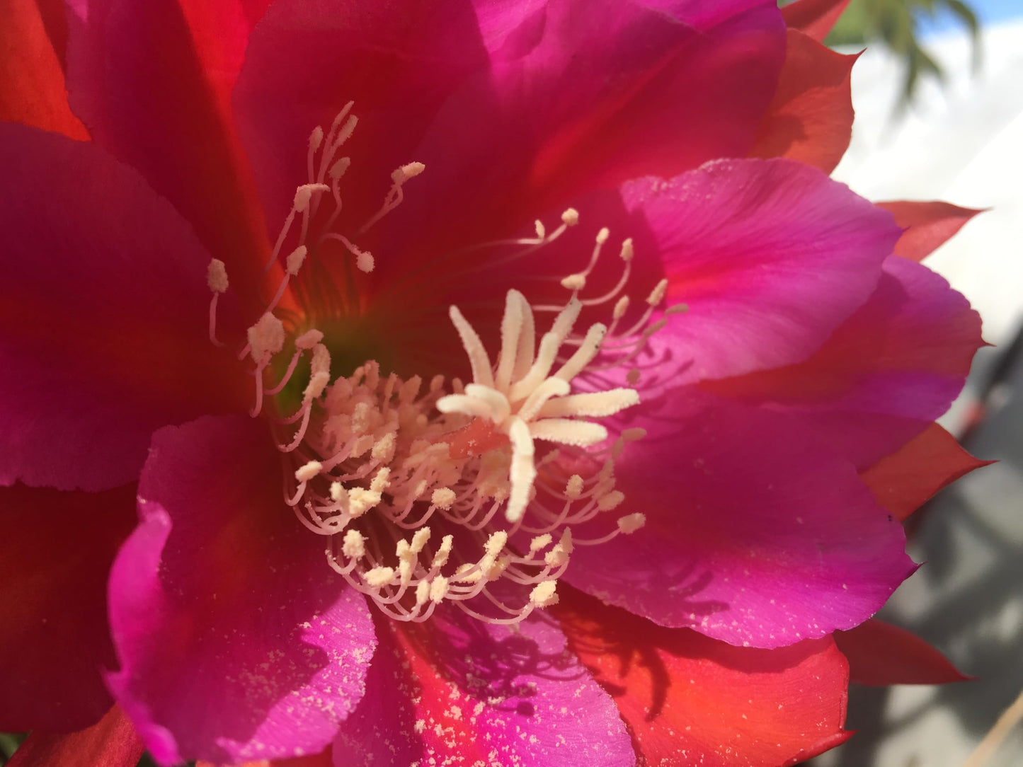 Epiphyllum 'Appeal' Fully-Rooted Starter Pot - Orchid Cactus Epiphytes - Indoor and Outdoor Plant - No Shipping to California or Arizona