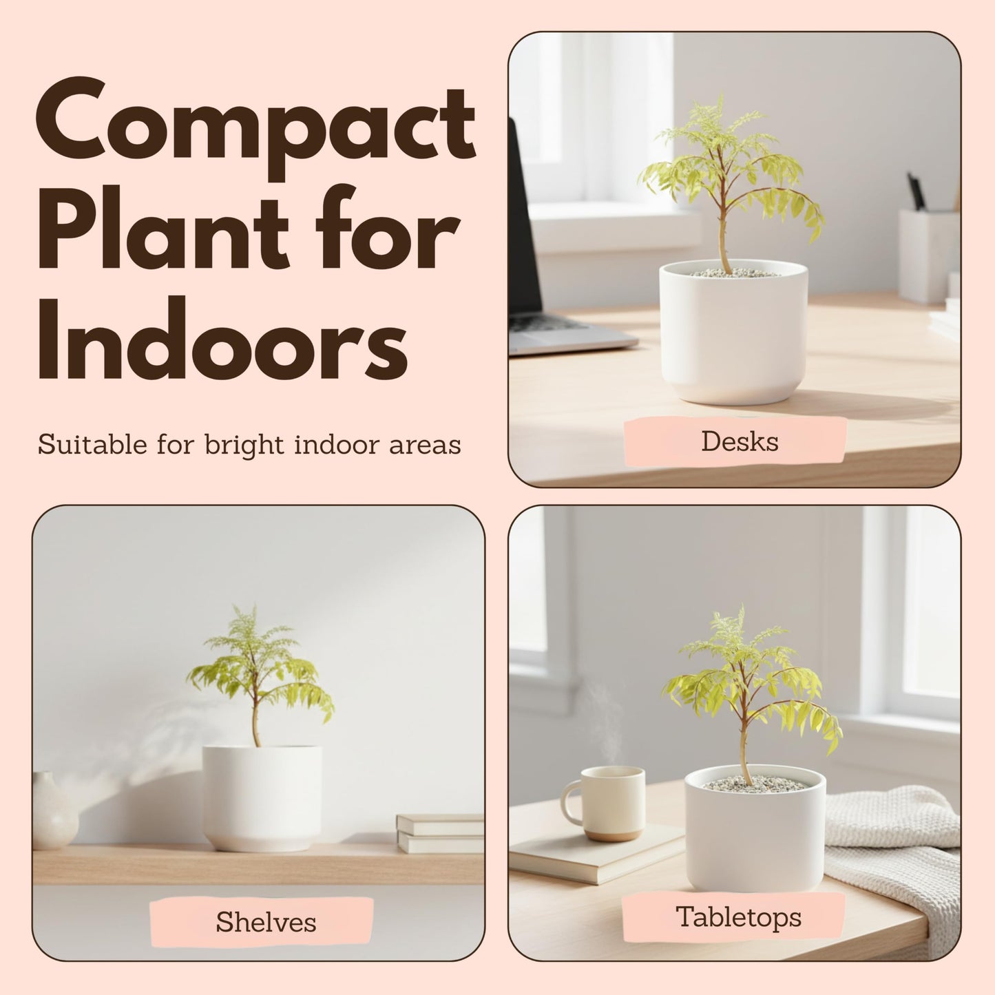 MyShelfie Jacaranda Tree Bonsai Starter Kit for Beginners - Gifts for Men Who Have Everything, Unique Gifts for Women, Small Bonsai Tree with Ceramic Pot, Easy to Grow and Maintain