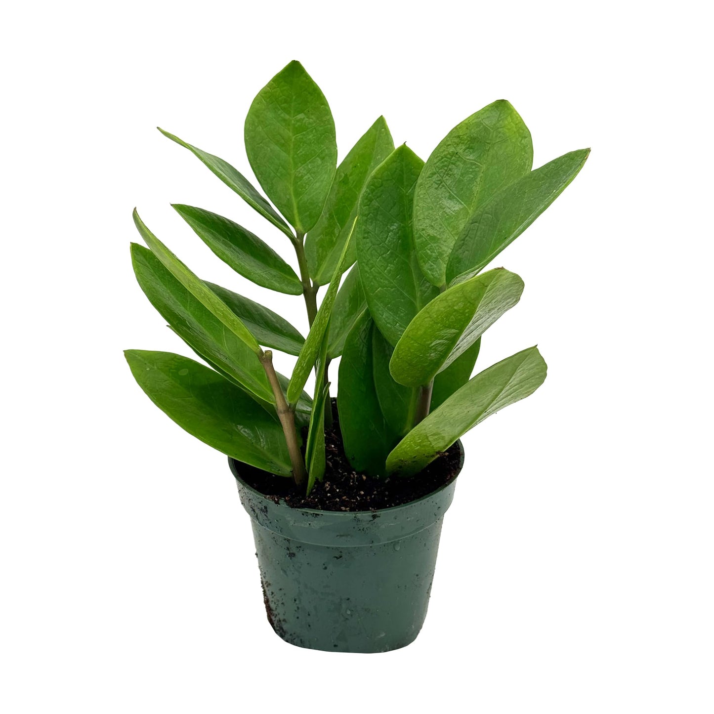 Live ZZ Plant - Zamioculcas zamiifolia - ragnaroc Tropical Plant 6-12” Tall - 1ct - Live Arrival Guaranteed - House Plants for Home Decor & Gift