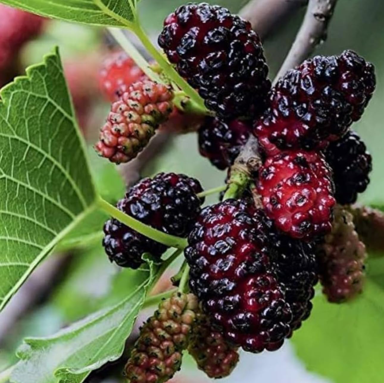 Mulberry Dwarf Everbearing 1 Live Plant in 3x6 Inch Pot