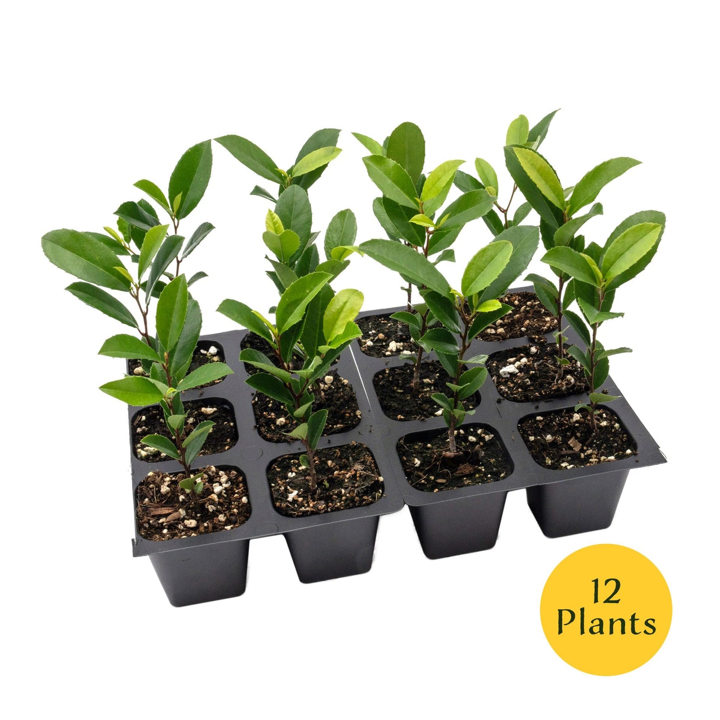 12 Carolina Cherry Laurel in 2.5” Nursery Cubes (Prunus caroliniana) | Evergreen Screening Shrub or Small Tree for Hedges, Borders & Wildlife | Ready-to-Plant Live Starter Plants