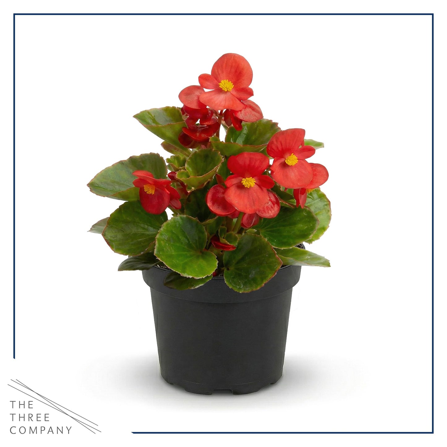 Live Begonia - Dark Leaf Cocktail Red (4 Per Pack), Beautiful Shade Annual, Ships 8" Tall by 4" Wide in 1 Pt Pot