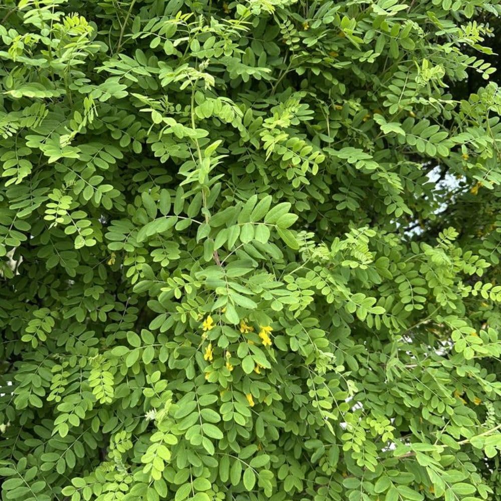 Live Moringa Tree Plant for Planting, 2 Plants Per Pot, Moringa Oleifera Plants 4-8 Inch Tall, Edible Tropical Garden Ready Plant