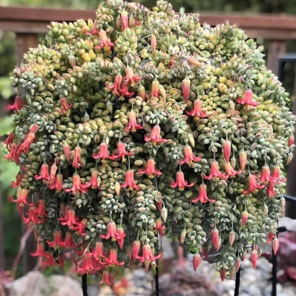 Cotyledon Pendens Succulent Live Plant, 4" Pot, Trailing Succulent Plant, Small Houseplant Cactus for Planting Indoor