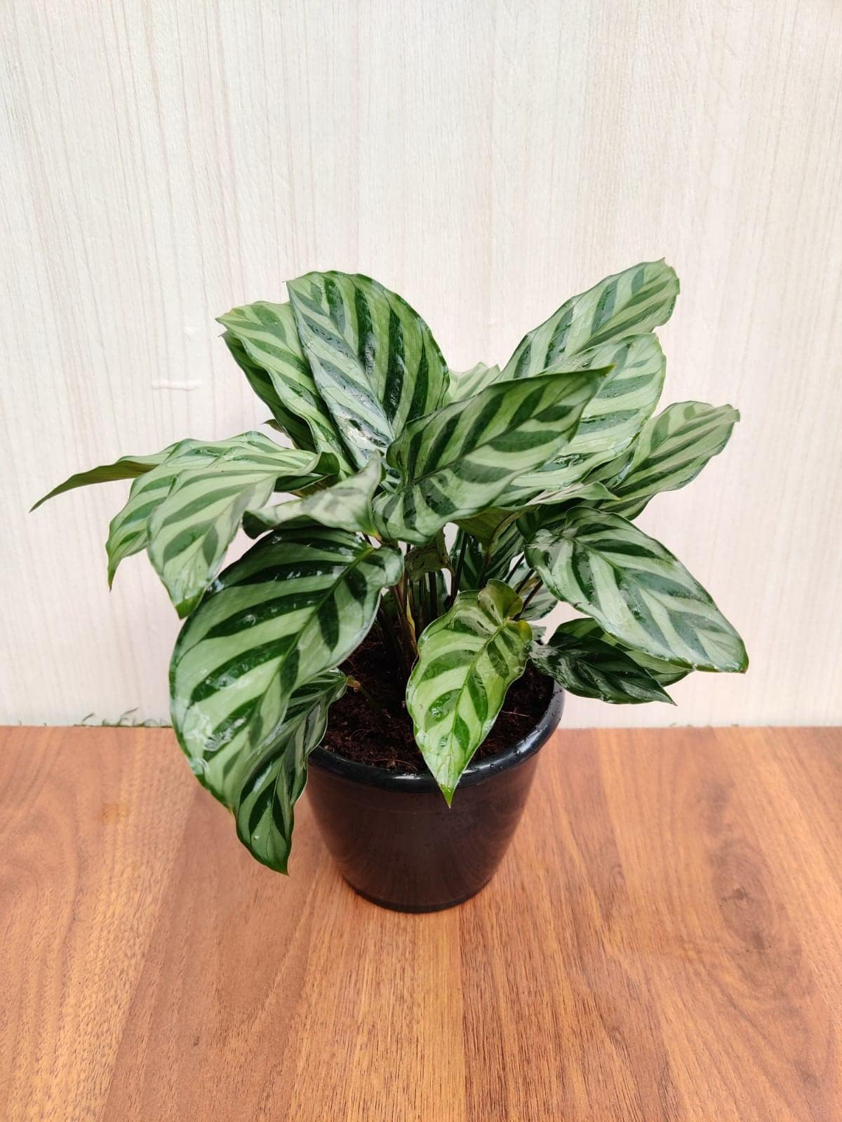 100pcs Green Calathea Plant Seeds for Planting, Tropical Foliage Seeds for Indoor & Outdoor Growing | Easy to Grow Houseplant Seeds